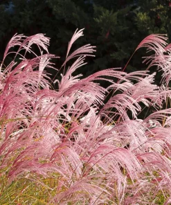 10 Red Maiden Grass Seeds - Miscanthus Sinensis Plumes Ornamental Grass - Image 10