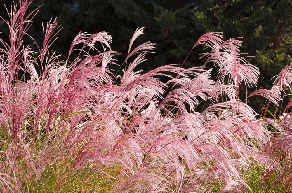 10 Red Maiden Grass Seeds - Miscanthus Sinensis Plumes Ornamental Grass - Image 10