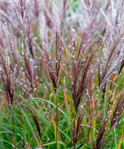 10 Red Maiden Grass Seeds - Miscanthus Sinensis Plumes Ornamental Grass - Image 11