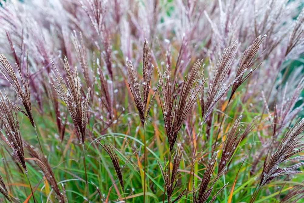 10 Red Maiden Grass Seeds - Miscanthus Sinensis Plumes Ornamental Grass - Image 11