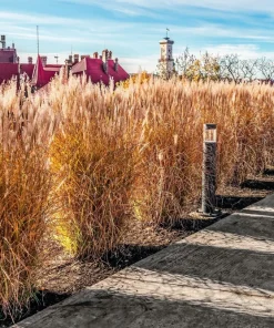 10 Red Maiden Grass Seeds - Miscanthus Sinensis Plumes Ornamental Grass - Image 12