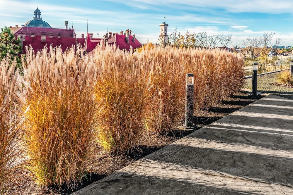 10 Red Maiden Grass Seeds - Miscanthus Sinensis Plumes Ornamental Grass - Image 12