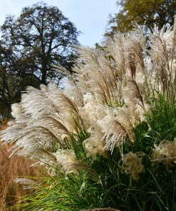 10 Red Maiden Grass Seeds - Miscanthus Sinensis Plumes Ornamental Grass - Image 13