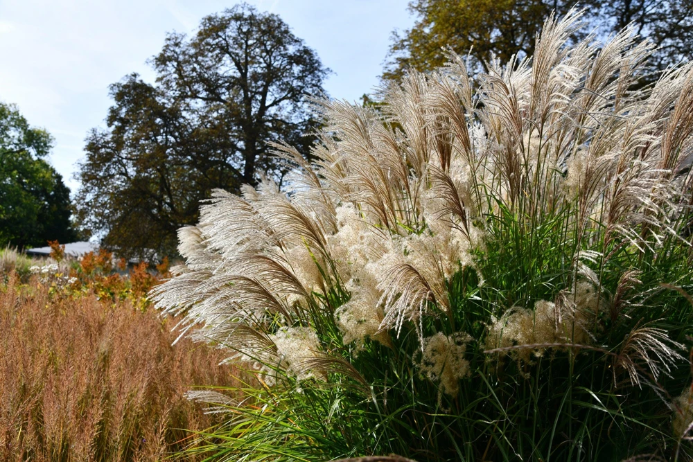 10 Red Maiden Grass Seeds - Miscanthus Sinensis Plumes Ornamental Grass - Image 13