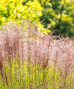 10 Red Maiden Grass Seeds - Miscanthus Sinensis Plumes Ornamental Grass - Image 14