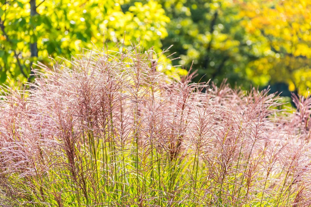 10 Red Maiden Grass Seeds - Miscanthus Sinensis Plumes Ornamental Grass - Image 14