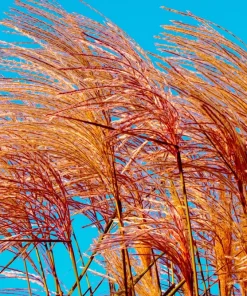 10 Red Maiden Grass Seeds - Miscanthus Sinensis Plumes Ornamental Grass - Image 15