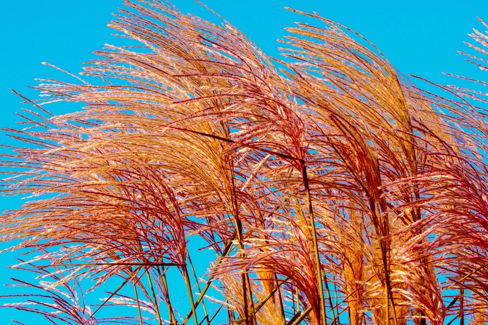 10 Red Maiden Grass Seeds - Miscanthus Sinensis Plumes Ornamental Grass - Image 15