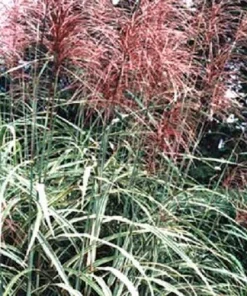 10 Red Maiden Grass Seeds - Miscanthus Sinensis Plumes Ornamental Grass - Image 2