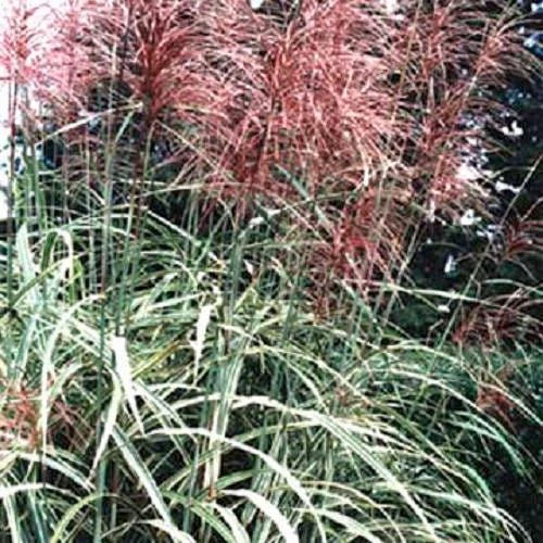 10 Red Maiden Grass Seeds - Miscanthus Sinensis Plumes Ornamental Grass - Image 2