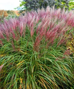 10 Red Maiden Grass Seeds - Miscanthus Sinensis Plumes Ornamental Grass - Image 3
