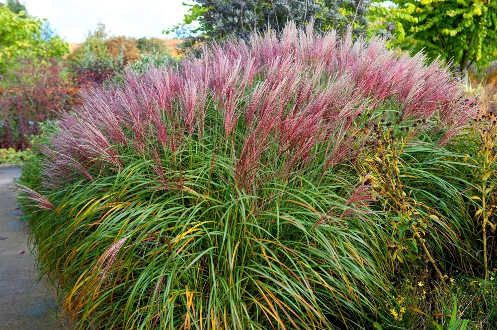 10 Red Maiden Grass Seeds - Miscanthus Sinensis Plumes Ornamental Grass - Image 3