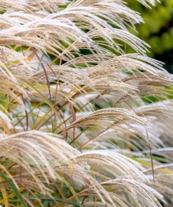 10 Red Maiden Grass Seeds - Miscanthus Sinensis Plumes Ornamental Grass - Image 4