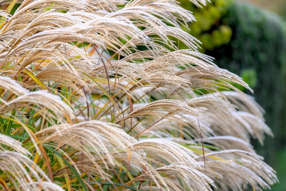 10 Red Maiden Grass Seeds - Miscanthus Sinensis Plumes Ornamental Grass - Image 4