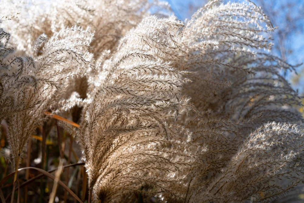 10 Red Maiden Grass Seeds - Miscanthus Sinensis Plumes Ornamental Grass - Image 5