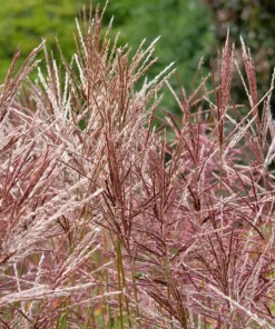10 Red Maiden Grass Seeds - Miscanthus Sinensis Plumes Ornamental Grass - Image 6