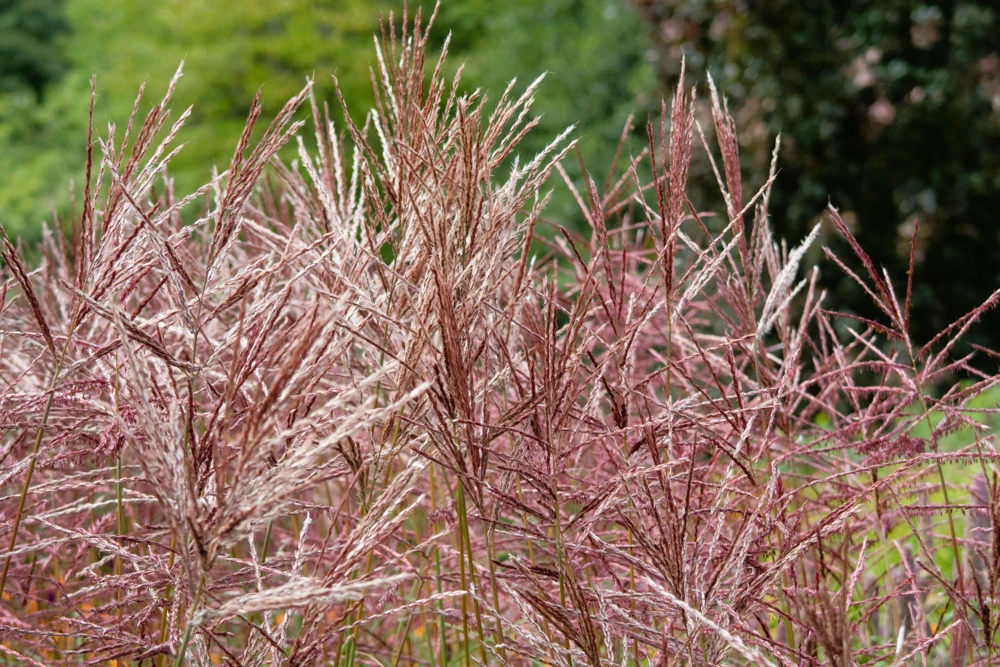 10 Red Maiden Grass Seeds - Miscanthus Sinensis Plumes Ornamental Grass - Image 6