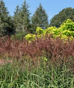 10 Red Maiden Grass Seeds - Miscanthus Sinensis Plumes Ornamental Grass - Image 7