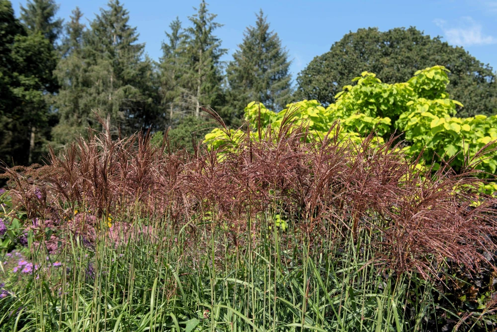 10 Red Maiden Grass Seeds - Miscanthus Sinensis Plumes Ornamental Grass - Image 7