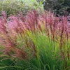 10 Red Maiden Grass Seeds - Miscanthus Sinensis Plumes Ornamental Grass - Image 1
