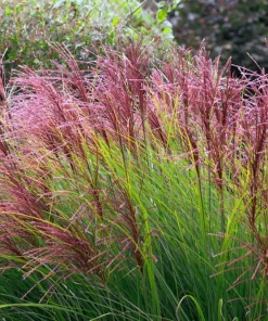 10 Red Maiden Grass Seeds - Miscanthus Sinensis Plumes Ornamental Grass - Image 1