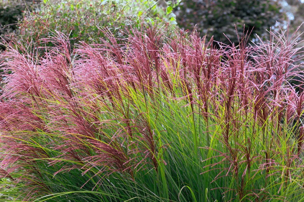 10 Red Maiden Grass Seeds - Miscanthus Sinensis Plumes Ornamental Grass - Image 1