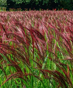 10 Red Maiden Grass Seeds - Miscanthus Sinensis Plumes Ornamental Grass - Image 8