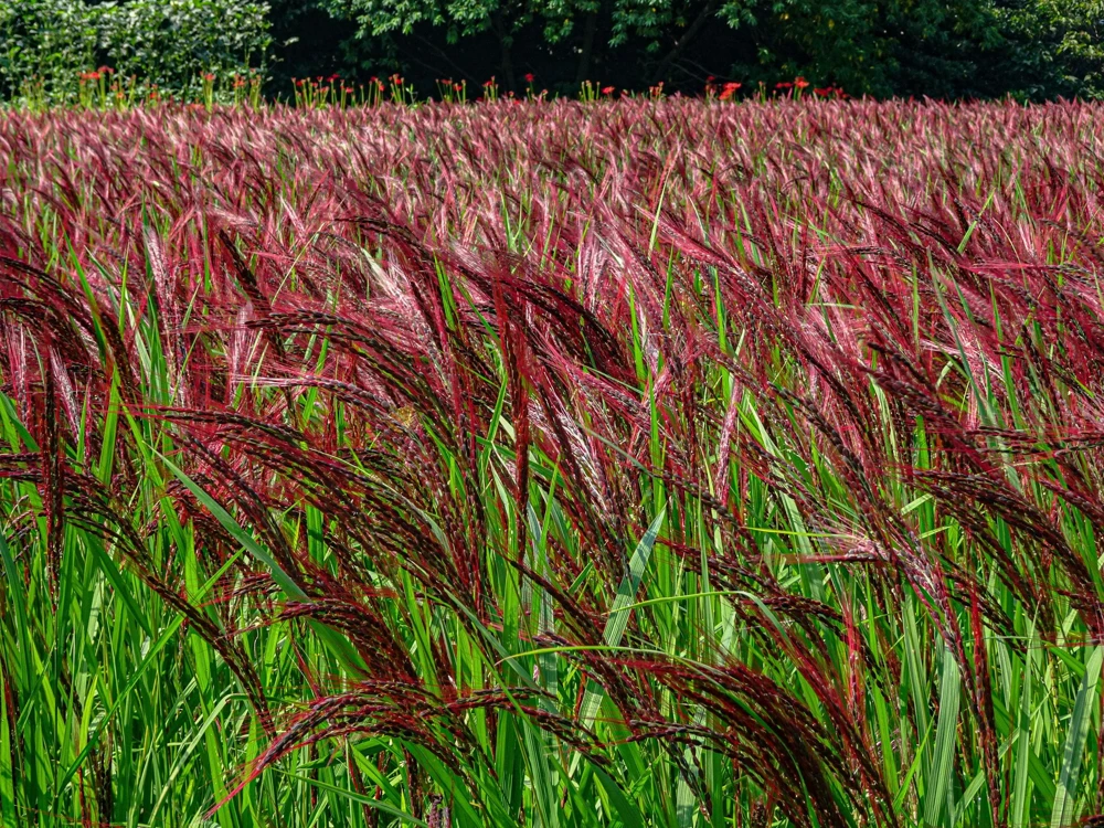10 Red Maiden Grass Seeds - Miscanthus Sinensis Plumes Ornamental Grass - Image 8