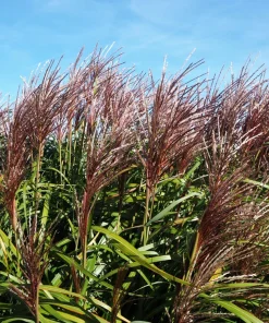 10 Red Maiden Grass Seeds - Miscanthus Sinensis Plumes Ornamental Grass - Image 9