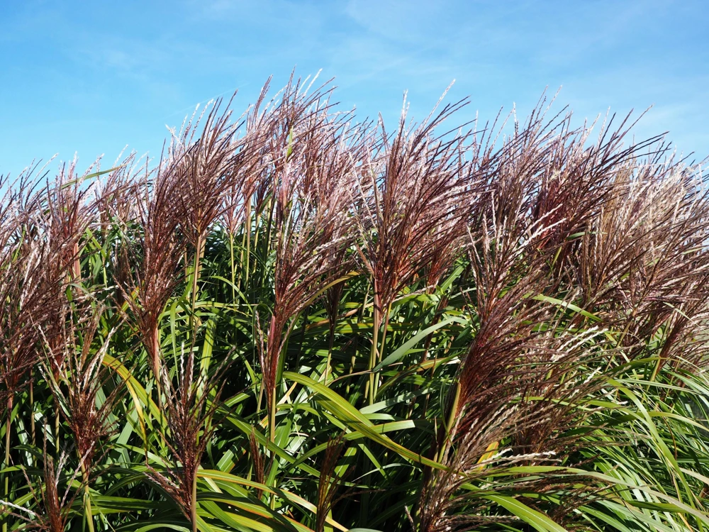 10 Red Maiden Grass Seeds - Miscanthus Sinensis Plumes Ornamental Grass - Image 9