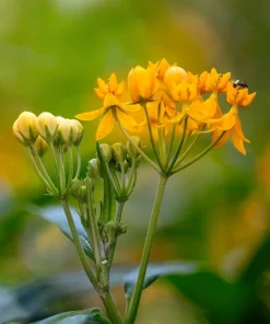 10 Silky Gold Milkweed Seeds - Asclepias Curassavica for Monarch Butterflies - Image 10