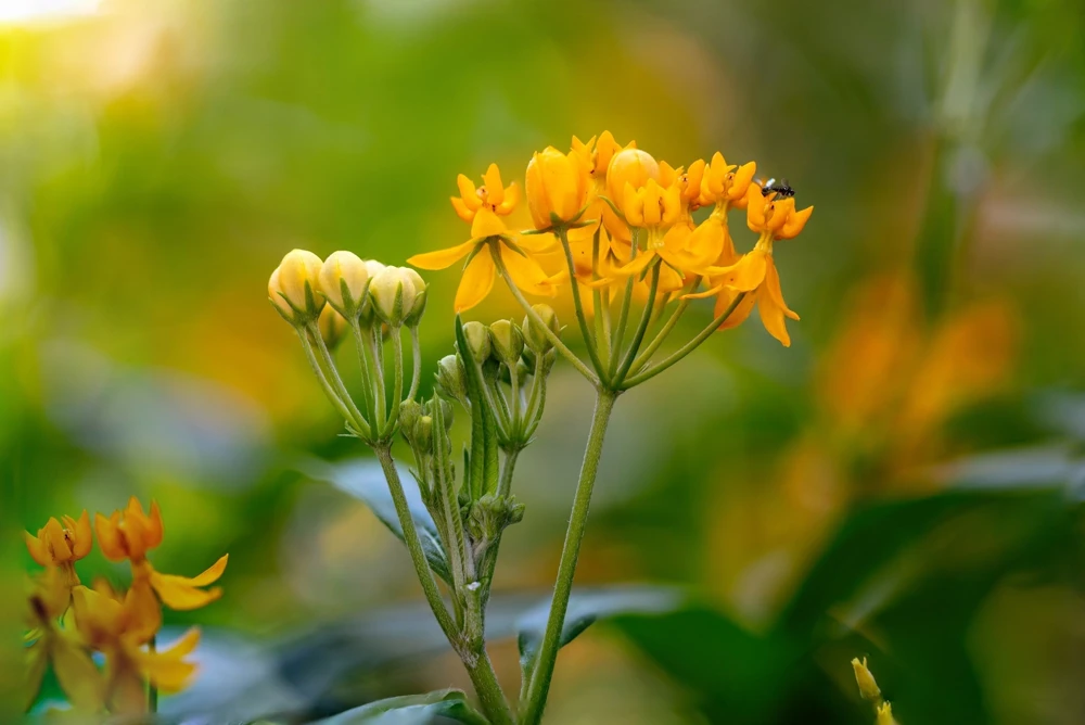10 Silky Gold Milkweed Seeds - Asclepias Curassavica for Monarch Butterflies - Image 10