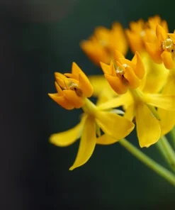 10 Silky Gold Milkweed Seeds - Asclepias Curassavica for Monarch Butterflies - Image 2