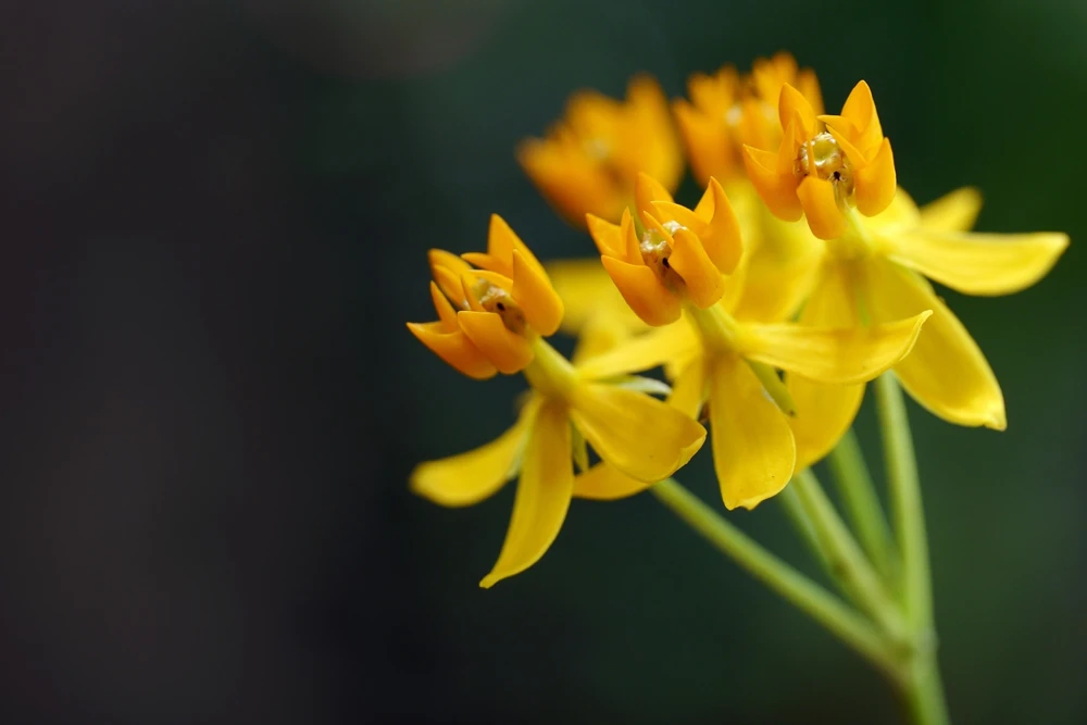 10 Silky Gold Milkweed Seeds - Asclepias Curassavica for Monarch Butterflies - Image 2