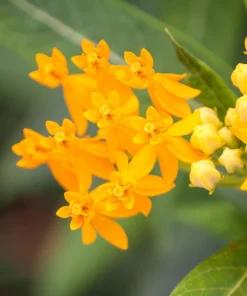 10 Silky Gold Milkweed Seeds - Asclepias Curassavica for Monarch Butterflies - Image 3