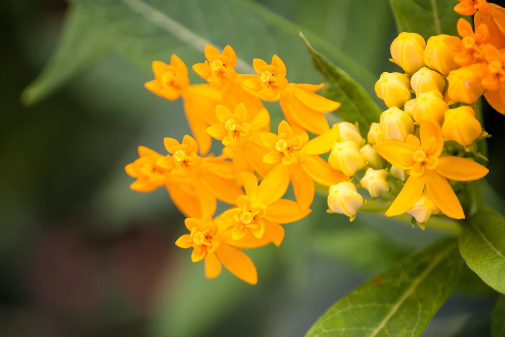 10 Silky Gold Milkweed Seeds - Asclepias Curassavica for Monarch Butterflies - Image 3
