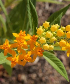 10 Silky Gold Milkweed Seeds - Asclepias Curassavica for Monarch Butterflies - Image 4