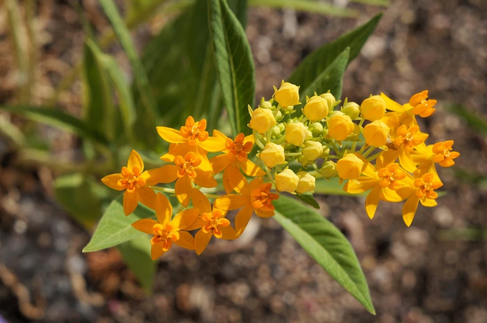 10 Silky Gold Milkweed Seeds - Asclepias Curassavica for Monarch Butterflies - Image 4