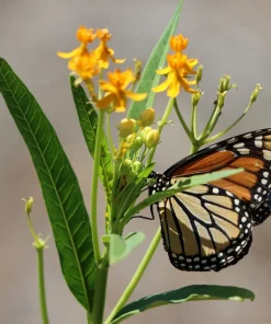 10 Silky Gold Milkweed Seeds - Asclepias Curassavica for Monarch Butterflies - Image 5