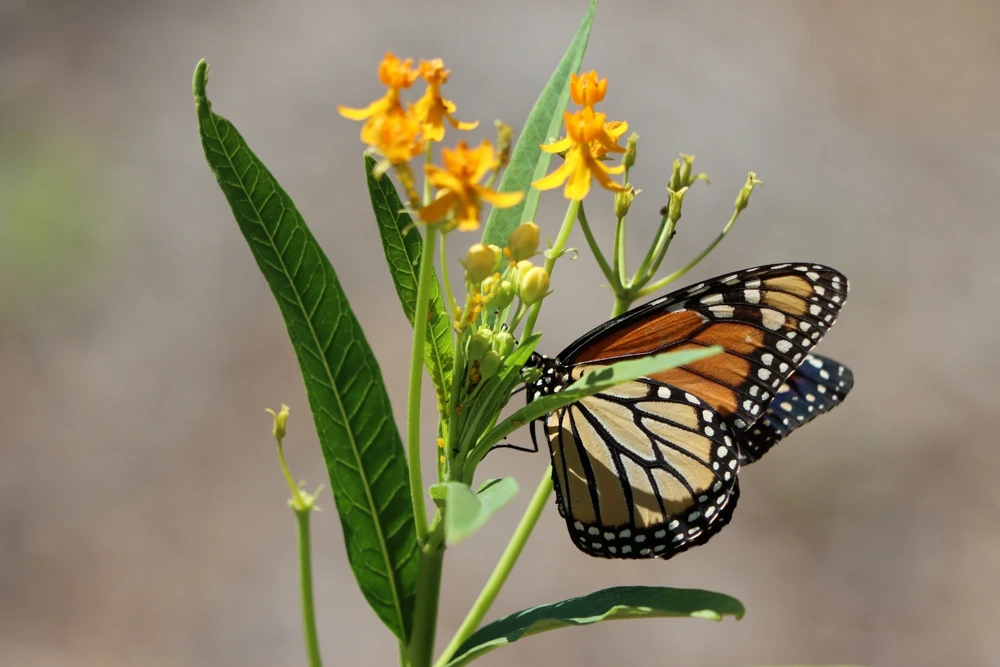 10 Silky Gold Milkweed Seeds - Asclepias Curassavica for Monarch Butterflies - Image 5