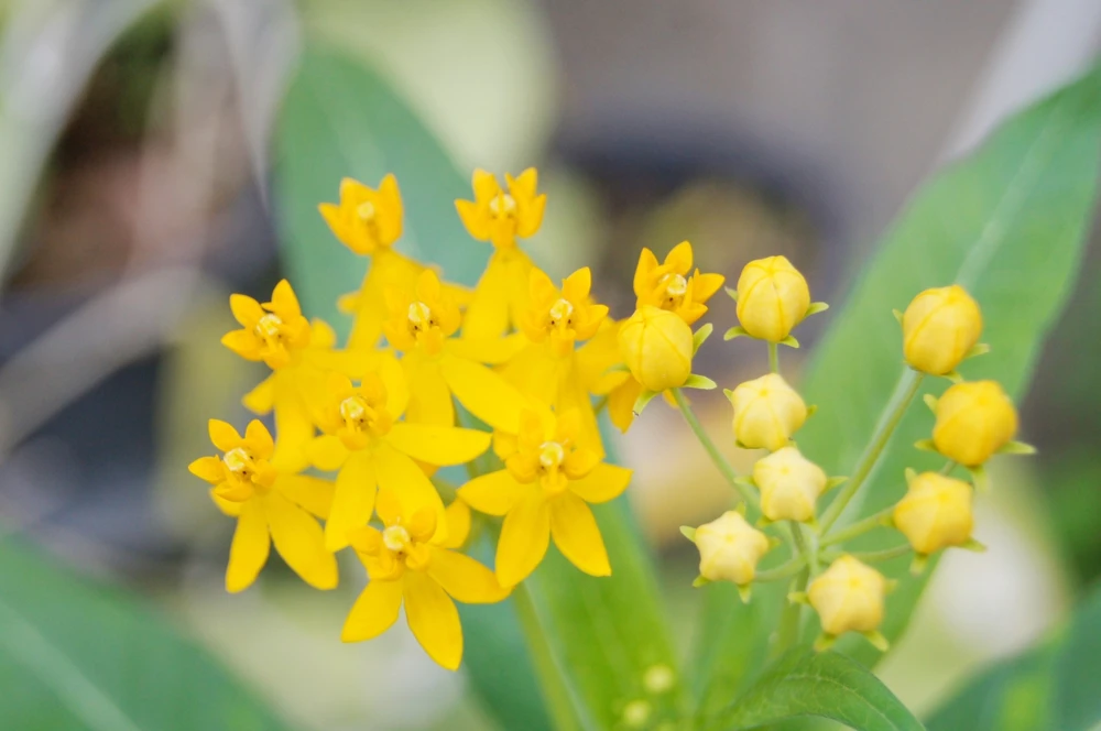 10 Silky Gold Milkweed Seeds - Asclepias Curassavica for Monarch Butterflies - Image 6