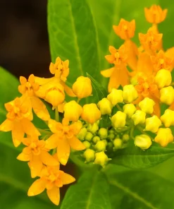 10 Silky Gold Milkweed Seeds - Asclepias Curassavica for Monarch Butterflies - Image 7