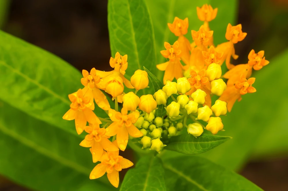 10 Silky Gold Milkweed Seeds - Asclepias Curassavica for Monarch Butterflies - Image 7