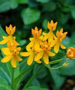 10 Silky Gold Milkweed Seeds - Asclepias Curassavica for Monarch Butterflies - Image 8