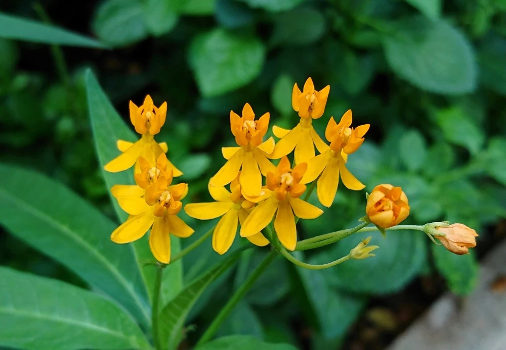 10 Silky Gold Milkweed Seeds - Asclepias Curassavica for Monarch Butterflies - Image 8