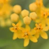 10 Silky Gold Milkweed Seeds - Asclepias Curassavica for Monarch Butterflies - Image 1