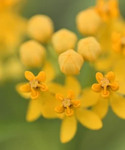 10 Silky Gold Milkweed Seeds - Asclepias Curassavica for Monarch Butterflies - Image 1