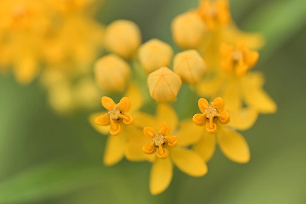10 Silky Gold Milkweed Seeds - Asclepias Curassavica for Monarch Butterflies - Image 1