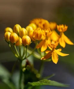 10 Silky Gold Milkweed Seeds - Asclepias Curassavica for Monarch Butterflies - Image 9
