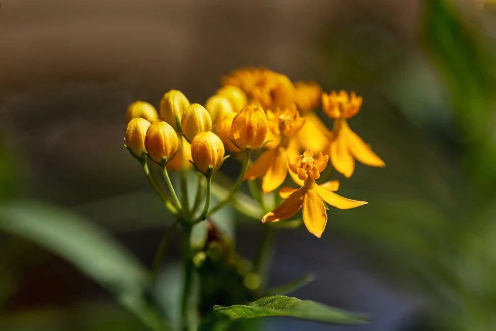 10 Silky Gold Milkweed Seeds - Asclepias Curassavica for Monarch Butterflies - Image 9